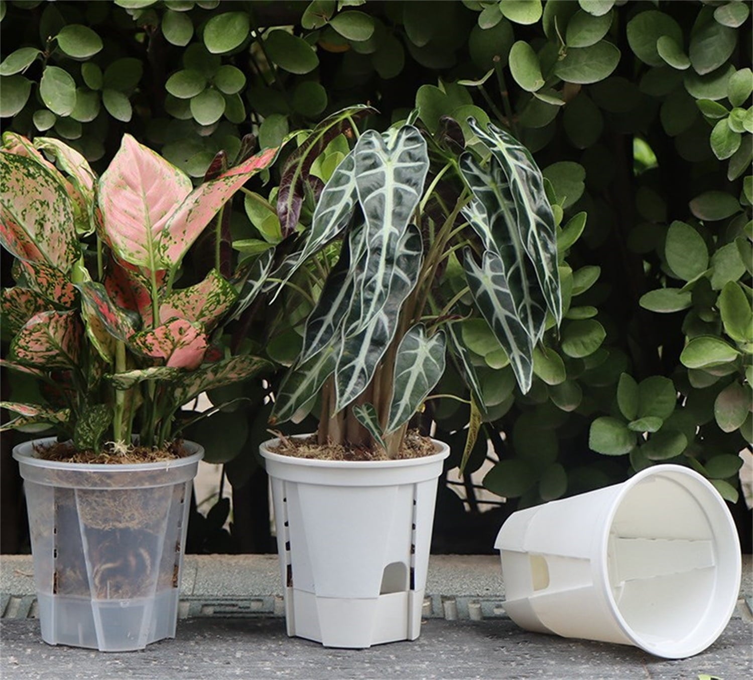 Self Watering Pots,Bexikou Set of 3 Plastic Planters with Drainage Holes and Deep Reservoir for Indoor Outdoor Garden Plants and Flowers, White