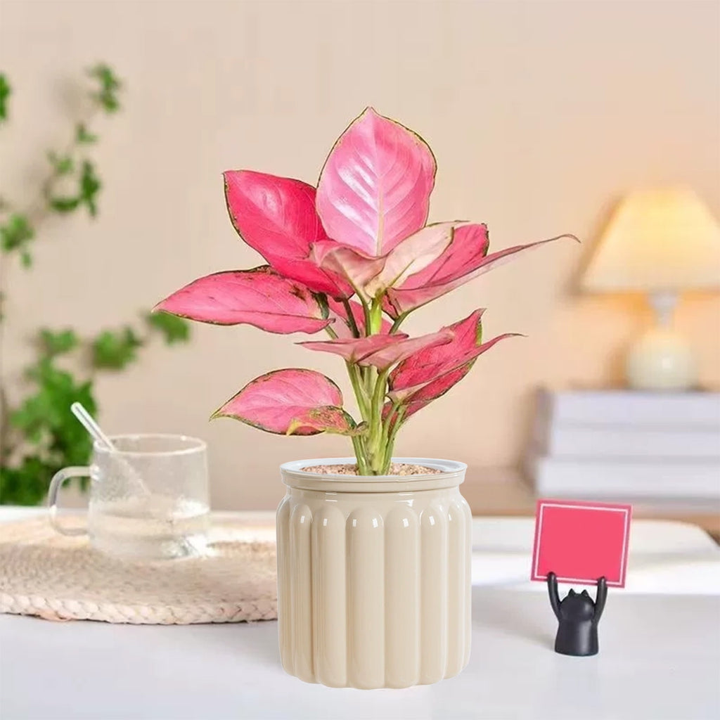 SLYNSHome Self Watering Planters Pot for Indoor Plants Automatic Watering Pots Decorations Transparent Flowers Pot for Home Office Table - Beige