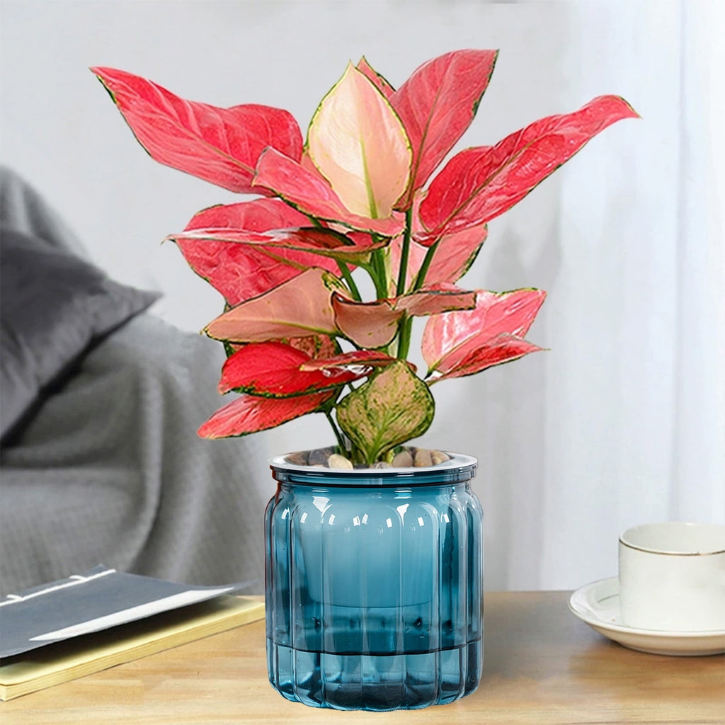 Transparent Self Watering Planter for Indoor Plants, Plastic Lazy Gardener Pot with Large Reservoir for Desktop or Home Decor