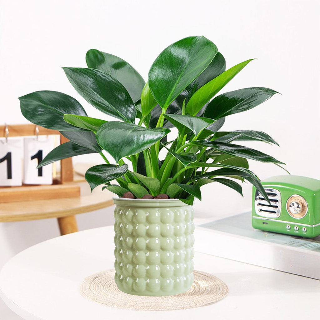 Self Watering Transparent Flower Pot | Automatic Plastic Planter for Small Indoor Plants, Hydroponics | Beige, White, Gray, Green | 12x10.5x11.5cm | Home Decor
